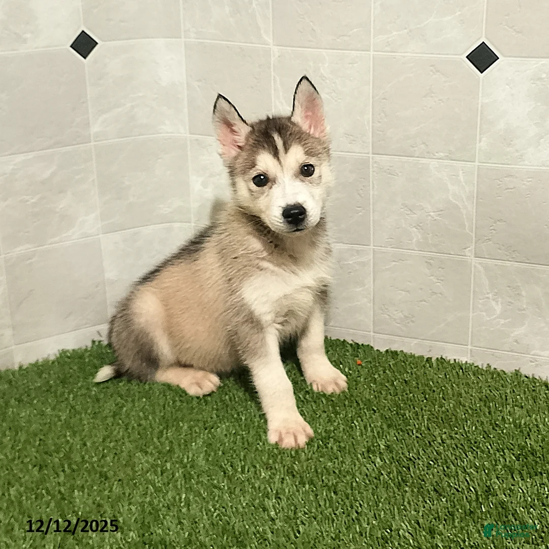 Siberian Husky dogs for sale: Susan - Ad 4