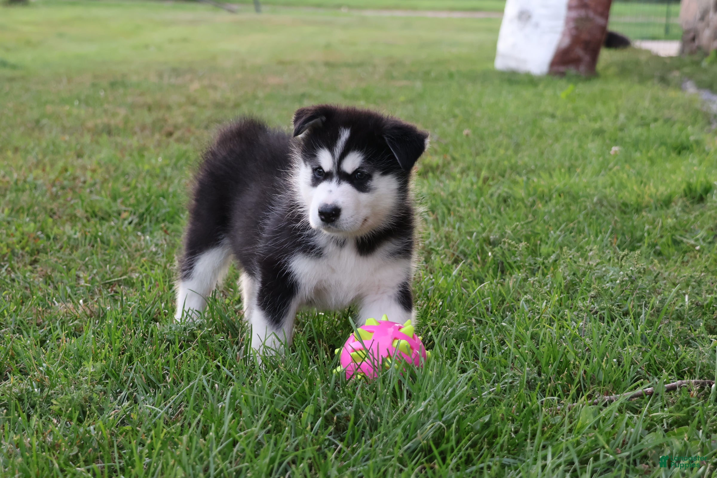 Alaskan Malamute dogs Denali - Ad 2