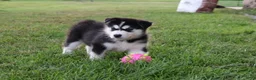 Alaskan Malamute dogs for sale: Denali - Ad 4