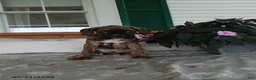 Boxer dogs for sale: Alex - Ad 6