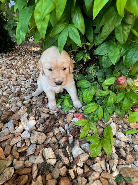 Golden Retriever dogs Evan - Ad 1