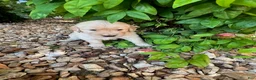 Golden Retriever dogs for sale: Evan - Ad 1