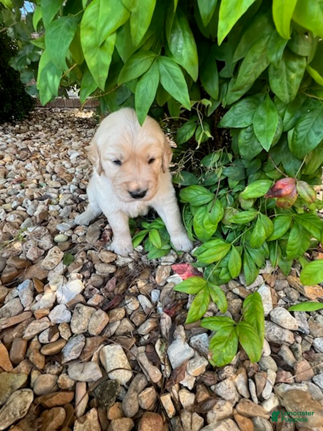 Golden Retriever dogs for sale: Evan - Ad 1