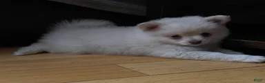 Pomeranian 2