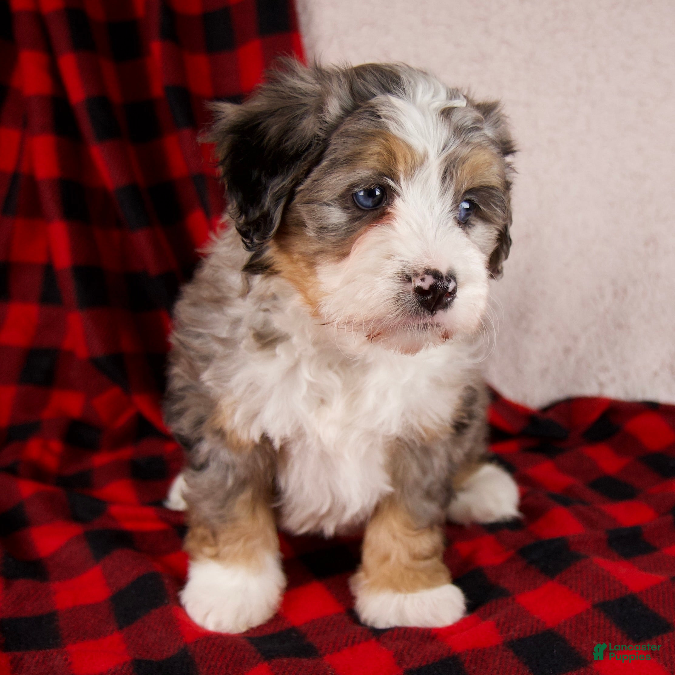 Mini Bernedoodle dogs Mercy Girl *Potty Training* - Ad 8