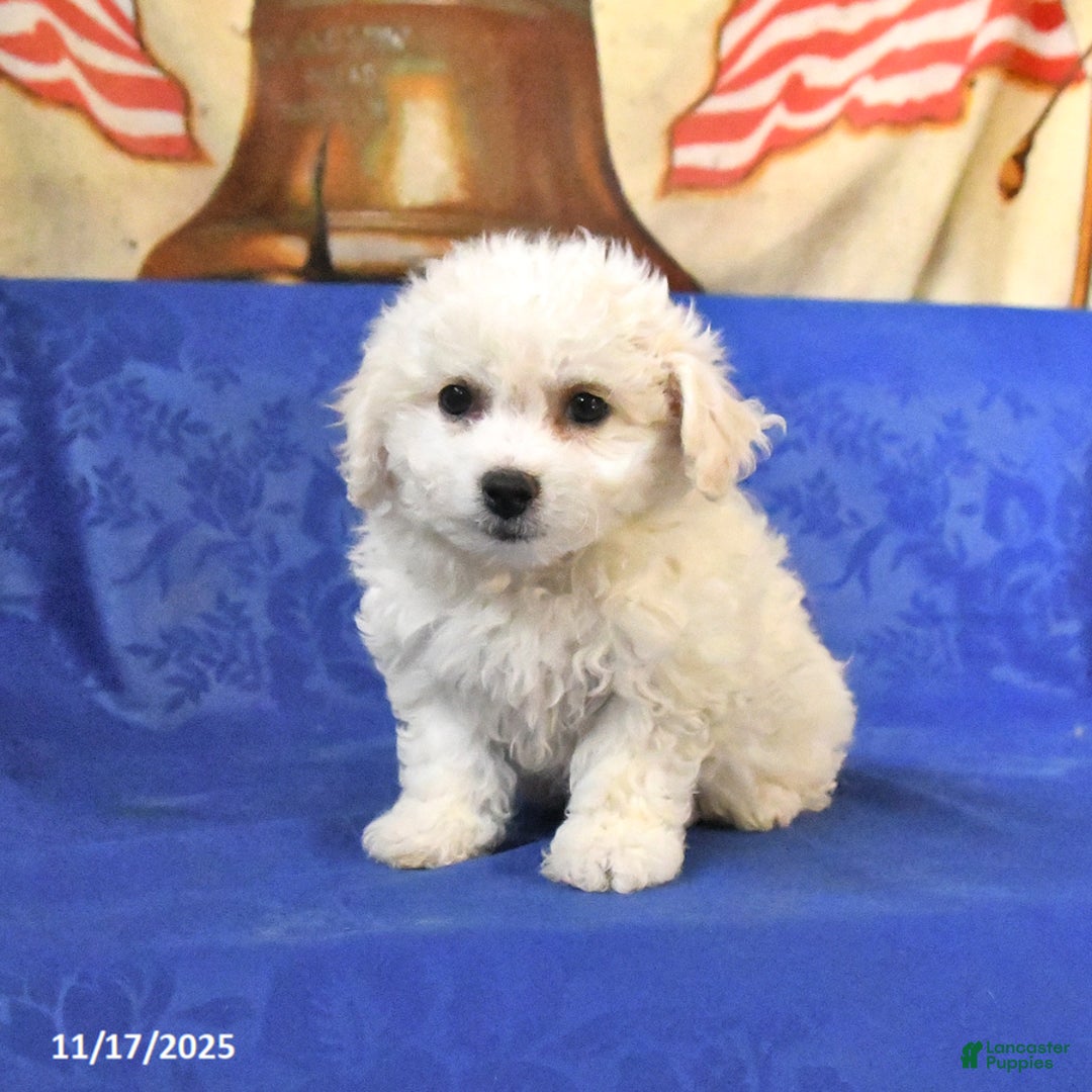 Bichon Frise dogs for sale: Blondie - Ad 3