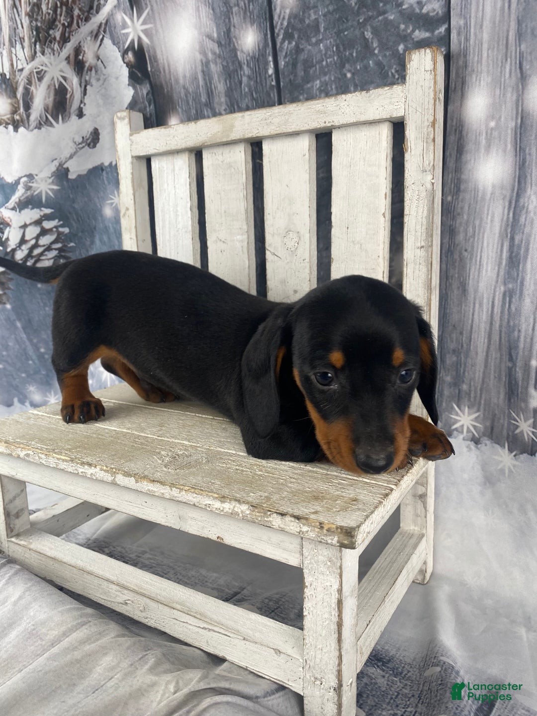 Miniature Dachshund dogs for sale: Johnny - Ad 4