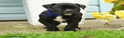 Boxer dogs for sale: Gunner - Ad 3