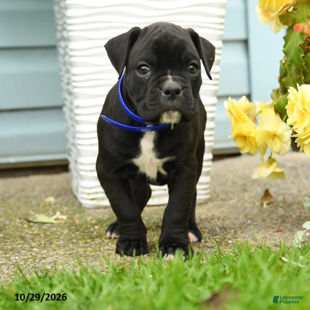 Boxer dogs for sale: Gunner - Ad 3