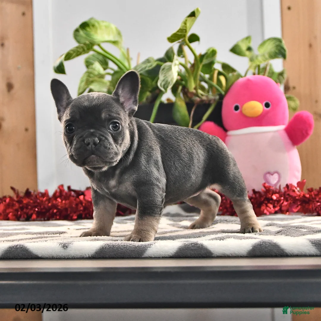 French Bulldog dogs for sale: Freckles - Ad 4