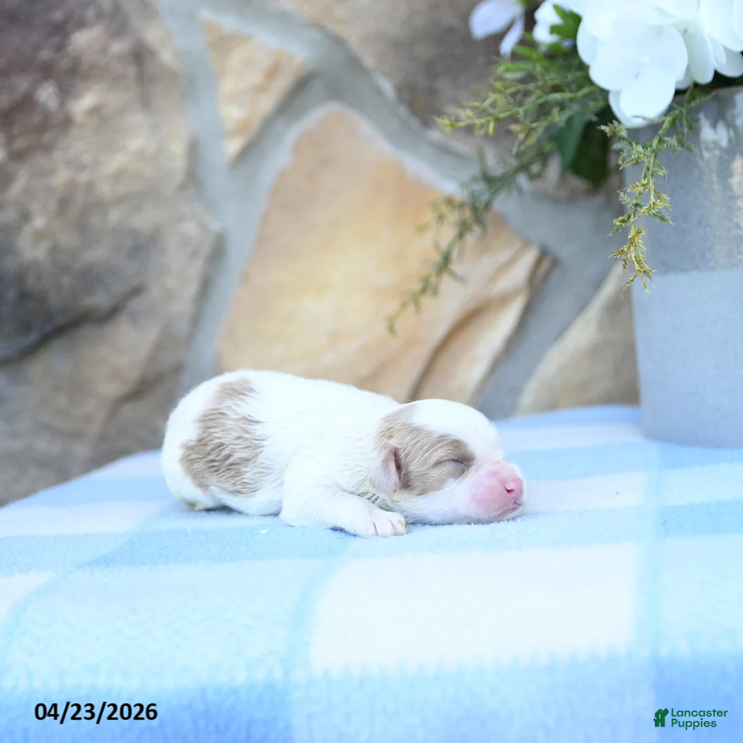 Cavapoo dogs for sale: Fancy - Ad 5