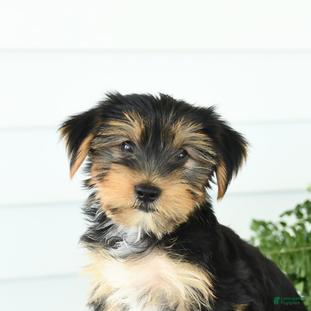 Pest Control Patterdale Terrier Ratting Little Dog Laughed