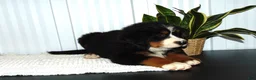 Bernese Mountain Dog dogs for sale: Bella - Ad 6