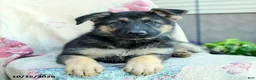 German Shepherd dogs for sale: Aria - Ad 3