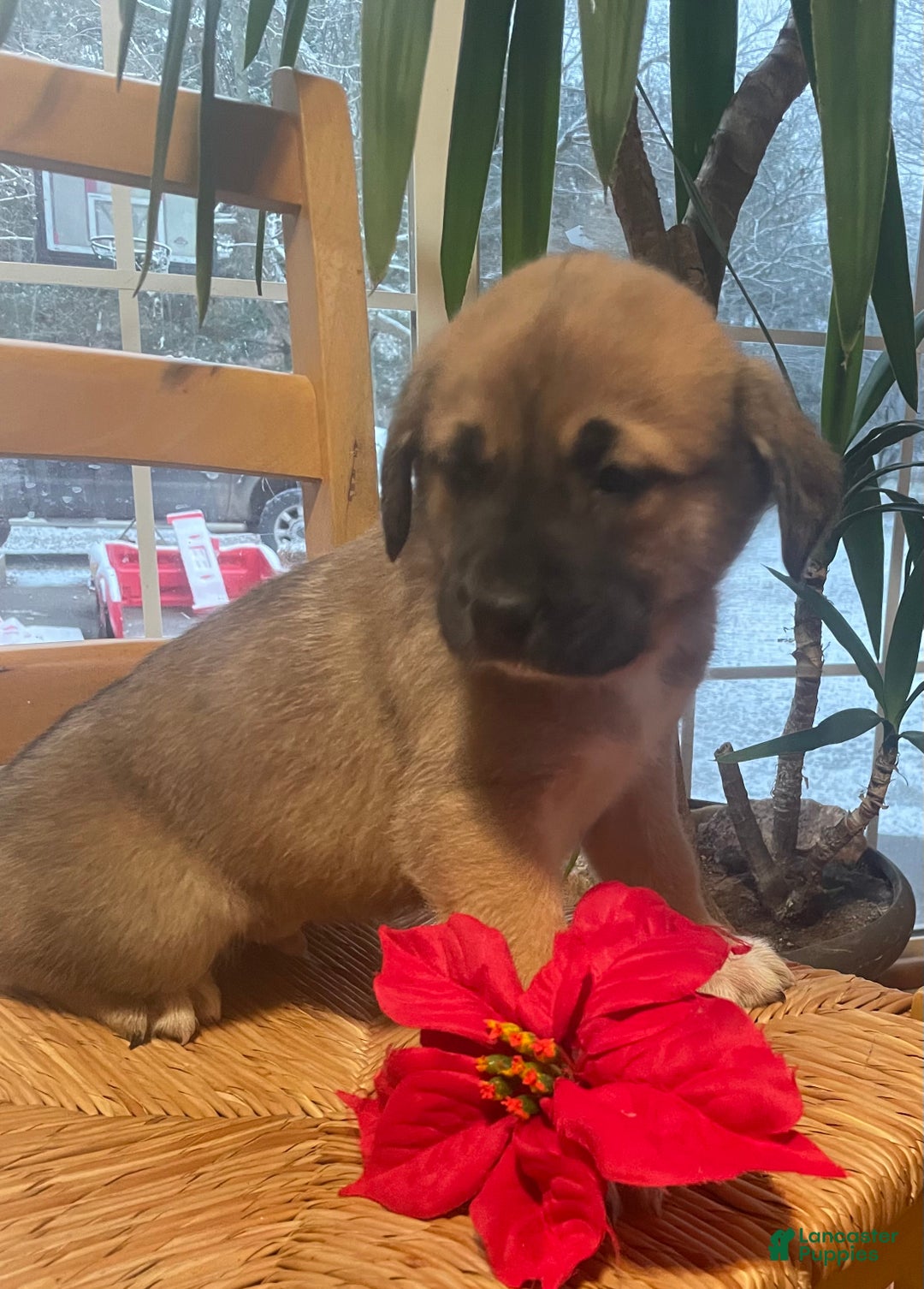 Mixed Breed dogs for sale: Dancer: one of Santa’s Rein-puppies - Ad 3