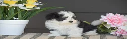 Havanese dogs for sale: Kasper - Ad 3