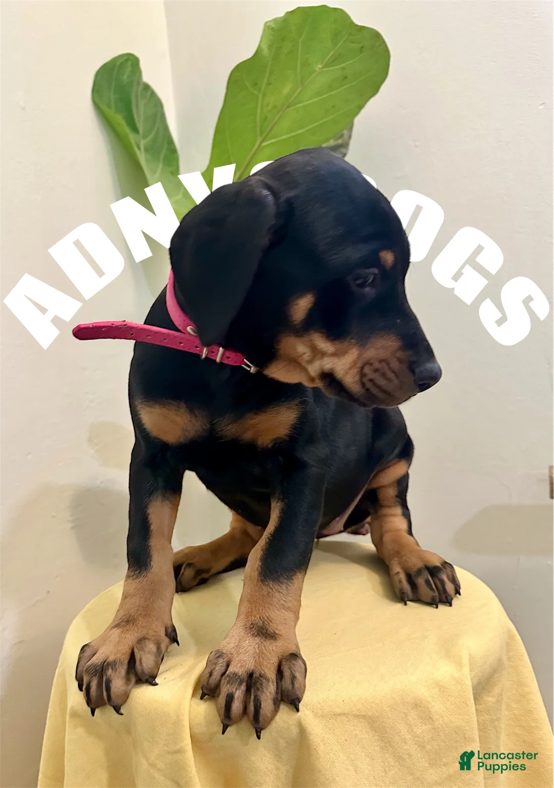Doberman Pinscher dogs for sale: Doberman Pinscher (Female) - Ad 3