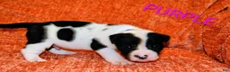 Presa Canario dogs for sale: Mr Purple  - Ad 16
