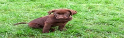 Labrador Retriever dogs for sale: Meredith - Ad 5