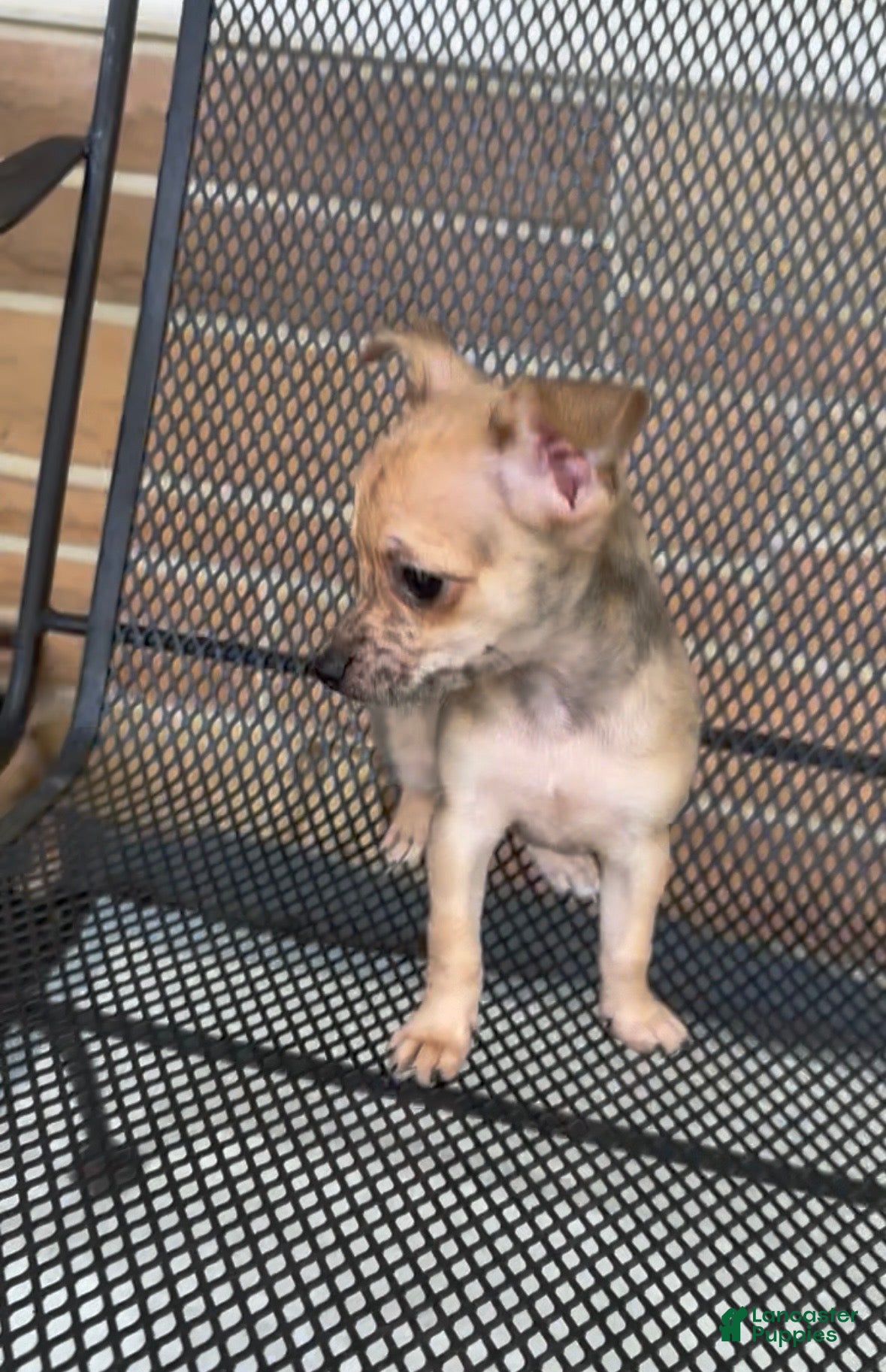 Chiweenie dogs Fireball - Ad 2