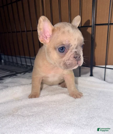 Gallery Image {{count}}