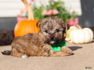 Yorkiepoo dogs - Ad 23