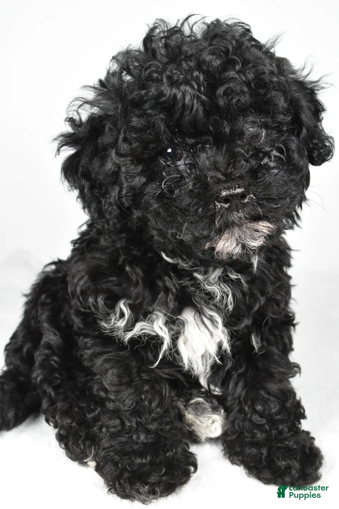 Cavapoo dogs for sale: Trevor - Ad 2