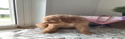 Goldendoodle dogs for sale: Lady-F1bb-Goldendoodle 3 - Ad 4