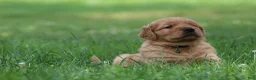 Golden Retriever dogs for sale: Oliver - Ad 4
