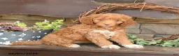 Mini Goldendoodle dogs for sale: Maggie - Ad 3