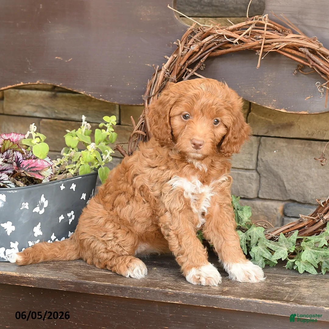 Mini Goldendoodle dogs for sale: Maggie - Ad 3