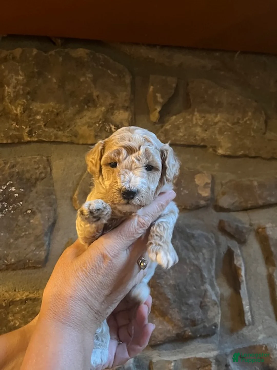 Maltipoo dogs for sale: Boy 1 - Ad 5