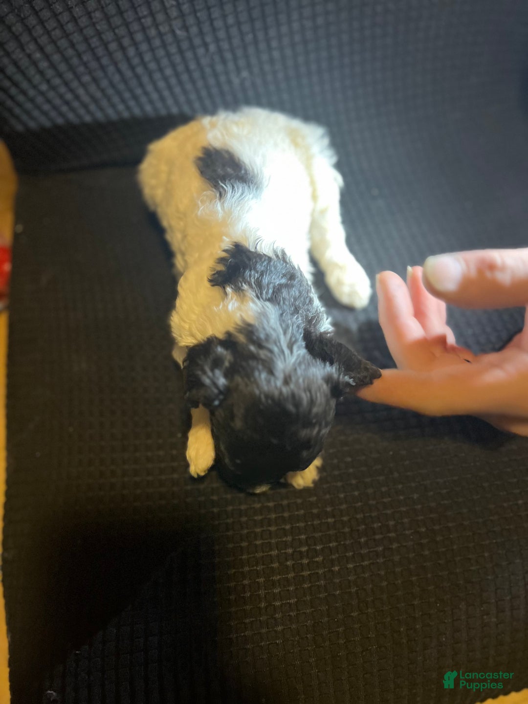 Standard Poodle dogs for sale: Standard Poodle Puppy 8 - Ad 10