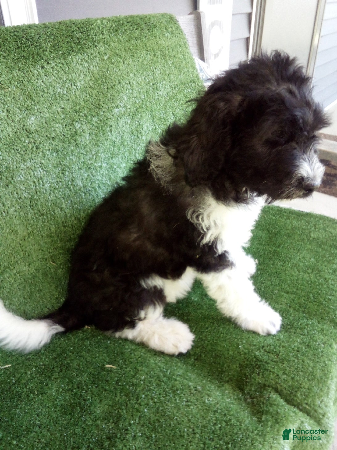 Goldendoodle dogs Grace - Ad 2