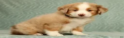 Australian Shepherd dogs for sale: Lainey - Ad 4
