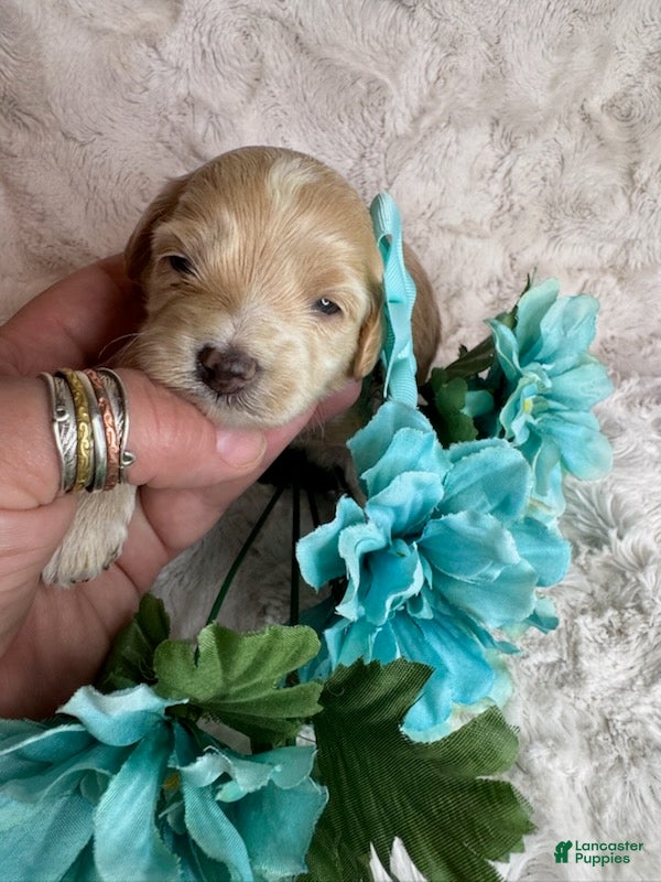 Maltipoo dogs Franny - Ad 1