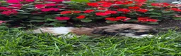 Shih Tzu dogs for sale: Sheldon - Ad 1