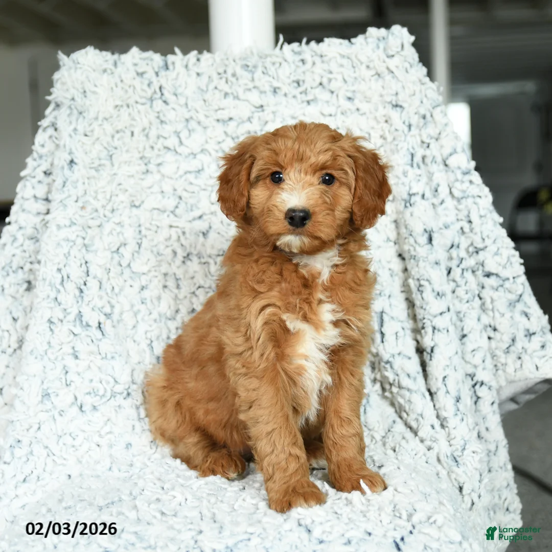 Mini Goldendoodle dogs for sale: Cupcake - Ad 1