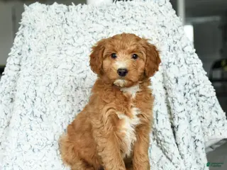 Mini Goldendoodle dogs Cupcake - Ad 27