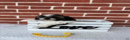 Shih Tzu dogs for sale: Colby - Ad 6