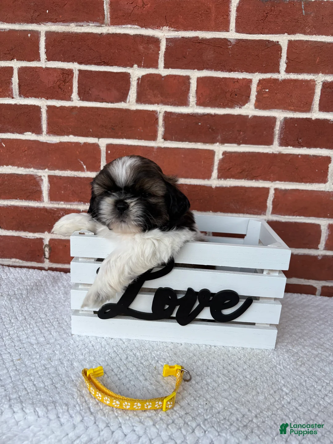 Shih Tzu dogs for sale: Colby - Ad 6