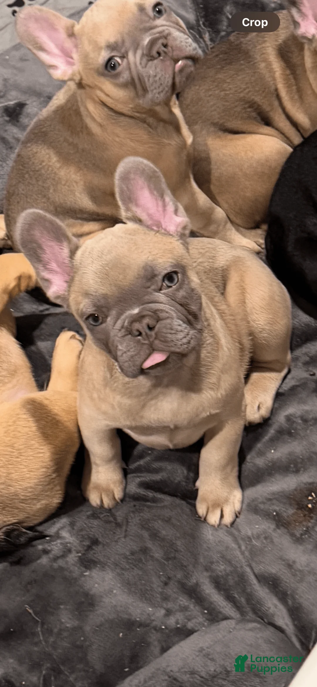 French Bulldog dogs for sale: Zina - Ad 4