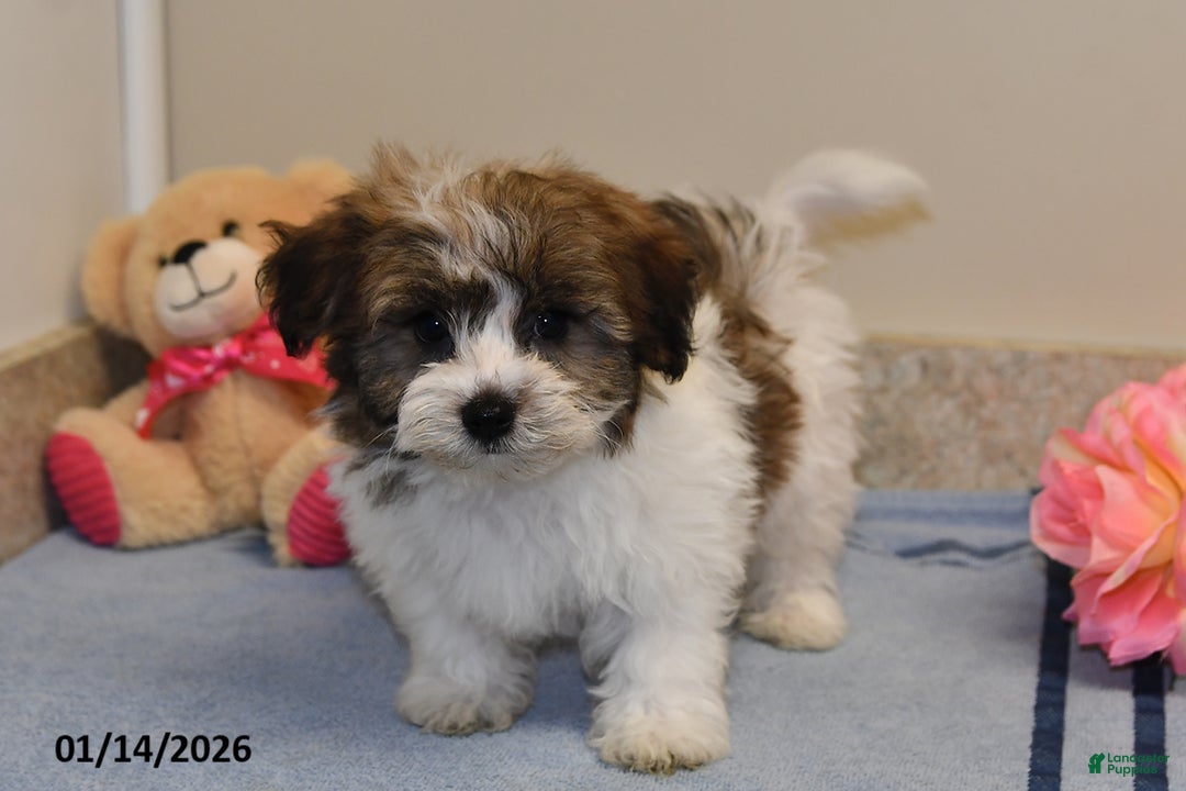 Havanese dogs for sale: Ajax - Ad 5