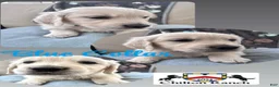 Golden Retriever dogs for sale: Golden Retriever Male 1 - Ad 1