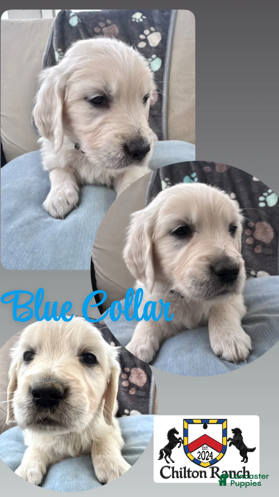 Golden Retriever dogs for sale: Golden Retriever Male 1 - Ad 1