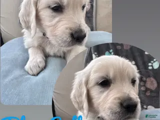 Golden Retriever dogs for sale: Golden Retriever Male 1 - Ad 2