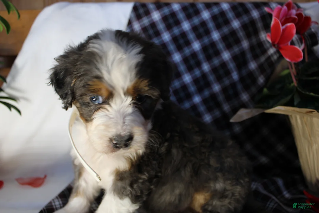 Bernedoodle dogs for sale: Shotgun - Ad 11