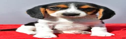 Beagle dogs for sale: Domino - Ad 6