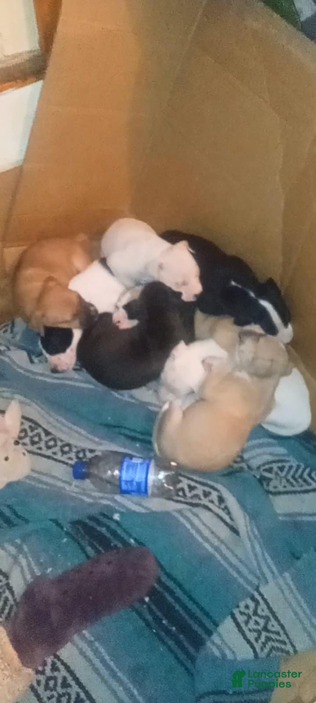 Gallery Image {{count}}