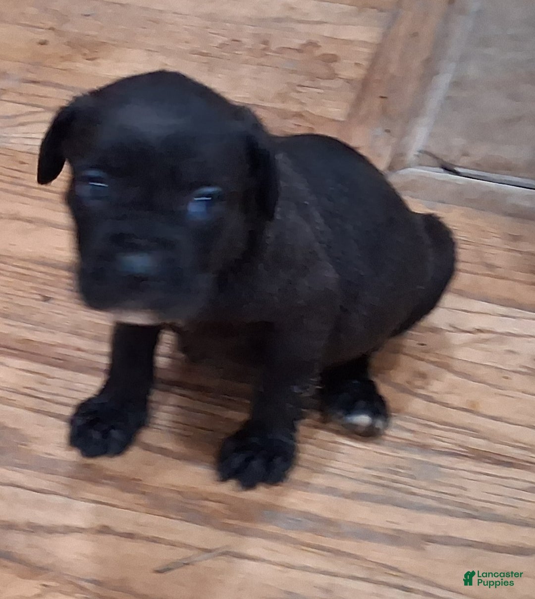 Cane Corso dogs for sale: Cane Corso Puppy 11 - Ad 1